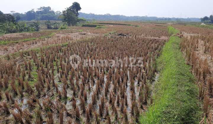 Dijual Sebidang Tanah Sawah Ptroduktif di Babakan Lajiah, Bogor