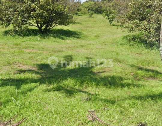 Land for Sale on Jl. Raya Jampang Ciseeng Land for Sale on Jl. Raya Jampang Ciseeng