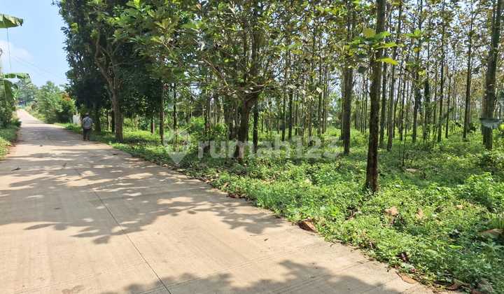 Dijual Tanah Kebon Jati di Purwakarta