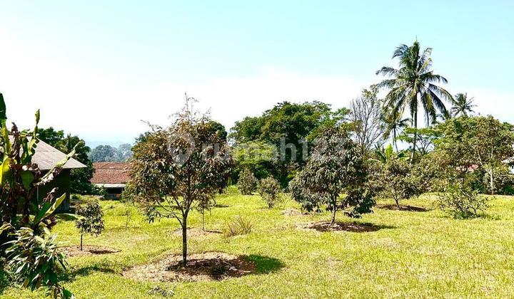 BANDINGKAN HARGANYA! JUAL KEBUN DURIAN PRODUKTIF View Pegunungan Keren, SHM, Di Cijeruk, Kabupaten Bogor