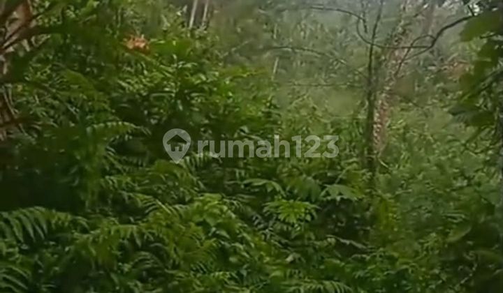 Di Jual Lahan Kebun Desa Padangan Pupuan Tabanan BALI