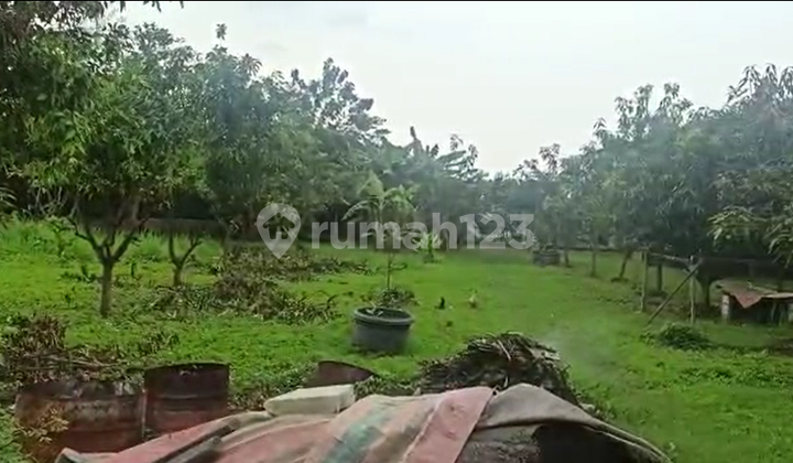 Strategic Land for Sale 5600 M2 on the Provincial Road Ketanggungan, Slawi, Brebes Strategic Land for Sale 5600 M2 on the Provincial Road Ketanggungan, Slawi, Brebes
