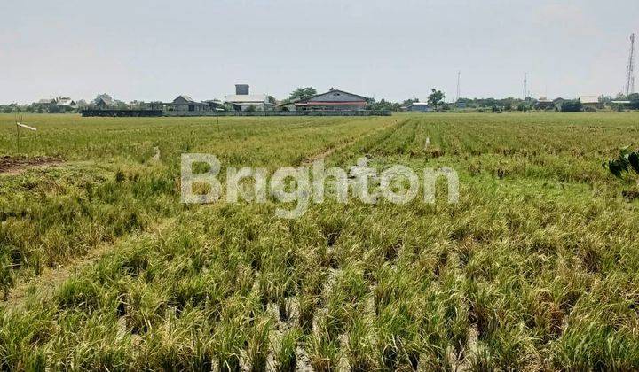 Tanah Sawah masih produktif Ketapang Kendal dekat KIK Jawa Tengah  2