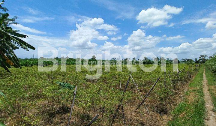 TANAH KEBUN KONTUR DATAR COCOK UNTUK KEBUN DAN PERUMAHAN DAERAH GURAH KABUPATEN KEDIRI 1