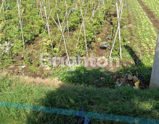 Tanah Kavling untuk Kebun / Villa Murah Banget 2