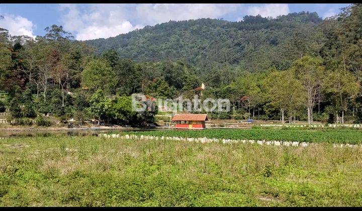 Tanah Terbaik di Ranca Bali Ciwidey, pemandangan sangat indah menghadap Kota Bandung, persis disamping Nimo Jungle 1