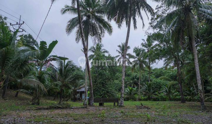 Dijual Tanah Kebun Duren Berkualitas SHM Bisa Untuk Berkebun Lokasi Strategis di Banten 1