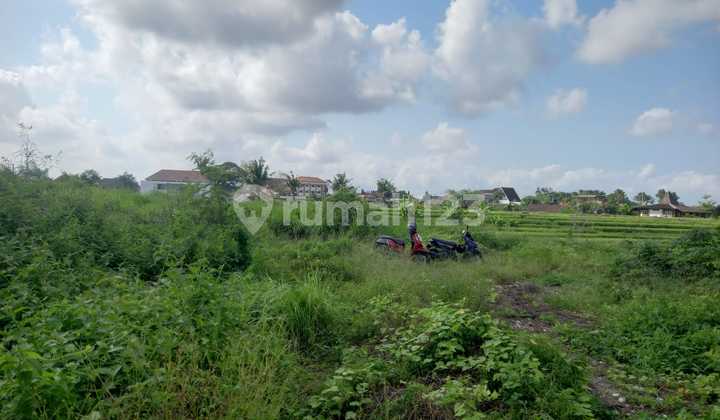Dijual Tanah Pemukiman 49,5 Are di Kuta Bali - Lokasi Potensial