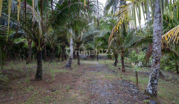 Dijual Tanah Kebun Duren Berkualitas SHM Bisa Untuk Berkebun Lokasi Strategis di Banten 2