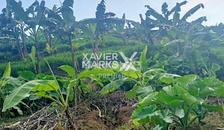 Dijual Lahan Peternakan di Cepokomulyo Kepanjen Kab Malang 3
