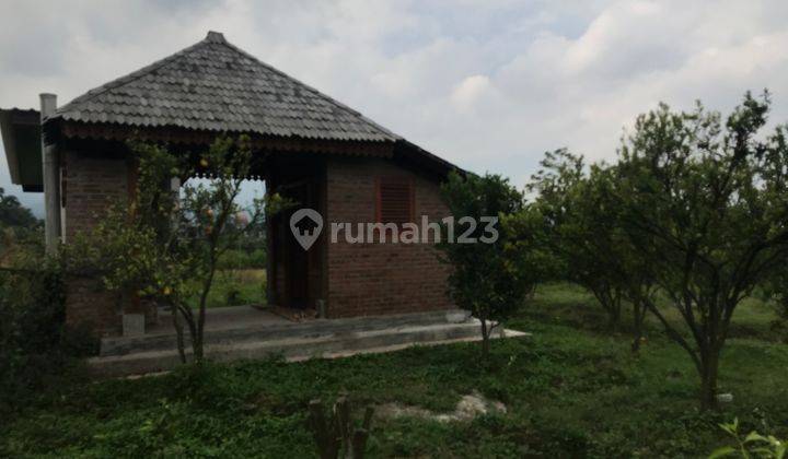 DIJUAL TANAH KEBUN JERUK SIAP PANEN 2