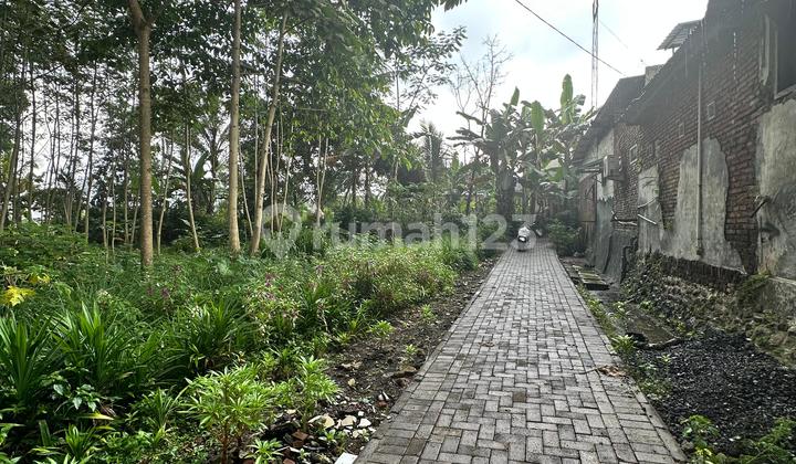 Tanah Bonus Pohon Sengon Siap Panen Dekat Bandara