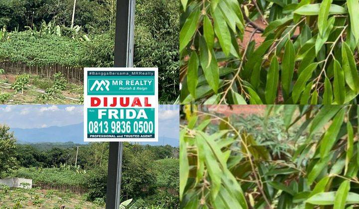 Lahan bagus bisa ada penghasilan bagus investasi bagus lahan yang  di tanami duren musaking, black canyon, monthong akses jalan besar bisa container 1