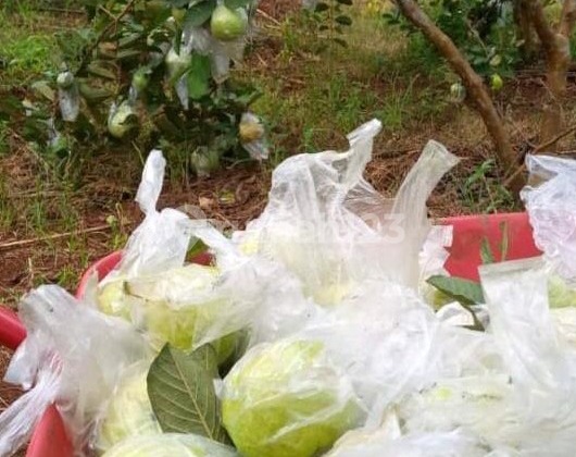 Kebun Produktif Cocok untuk Investasi Kebun Wisata Buah di Cianjur