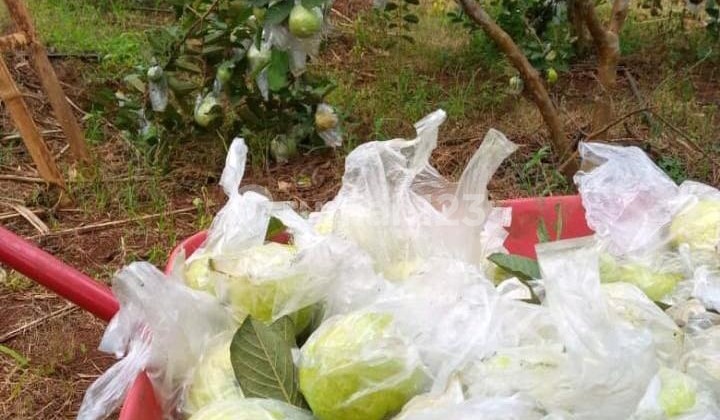 Kebun Produktif Cocok untuk Investasi Kebun Wisata Buah di Cianjur Kebun Produktif Cocok untuk Investasi Kebun Wisata Buah di Cianjur