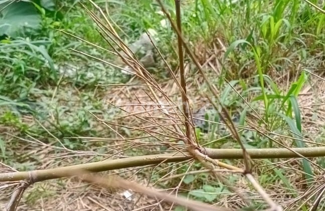 Kavling Sudah di Tembok Sekeliling Sayap Setra Murni