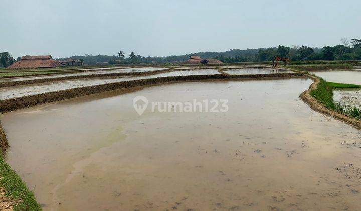 Dijual Sebidang Sawah di Desa Sukajadi, Cariu Jonggol SHM 1