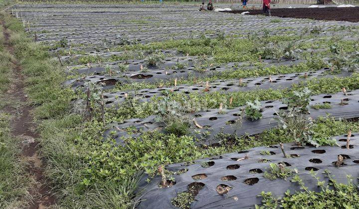 Kavling,shm, Bisa Untuk Perumahan, di Jalan Cihanjuang, Bandung 2