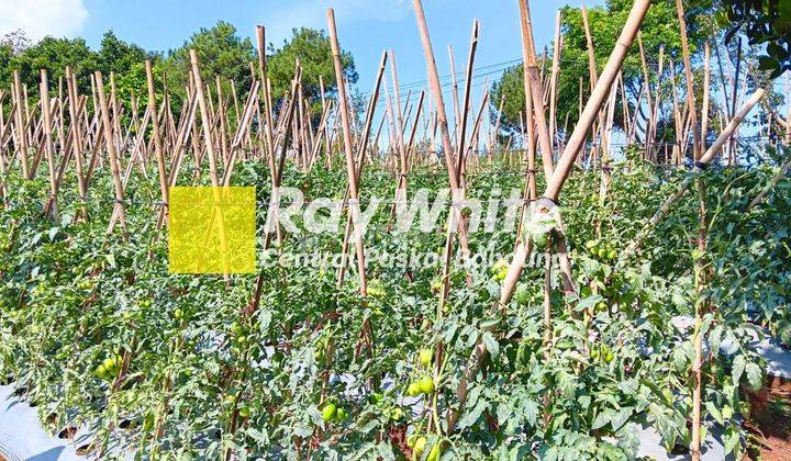 Jual Tanah Kebun di Desa Mekarwangi Bandung 1