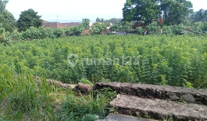 Lahan luas 20,630 sqmtr Cibadak Sukabumi - terdiri dari 10,000 sqmtr Pohon Vanili ( buat export ) sisanya 10,530 sqmtr bisa dibangun Villa dengan tanaman kekinian / bunga potong untuk export. Lahan luas 20,630 sqmtr Cibadak Sukabumi - terdiri dari 10,000 sqmtr Pohon Vanili ( buat export ) sisanya 10,530 sqmtr bisa dibangun Villa dengan tanaman kekinian / bunga potong untuk export.