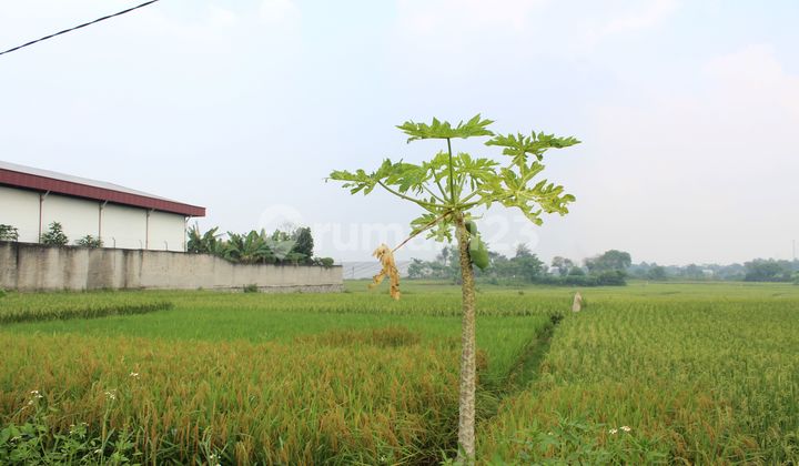 Kavling ( Harga Menarik ) 8183 M2 ,20 Menit Dari Exit Toll Cikande, Ngantong, Khusus Utk Medium Size Industri Kering Pergudangan.