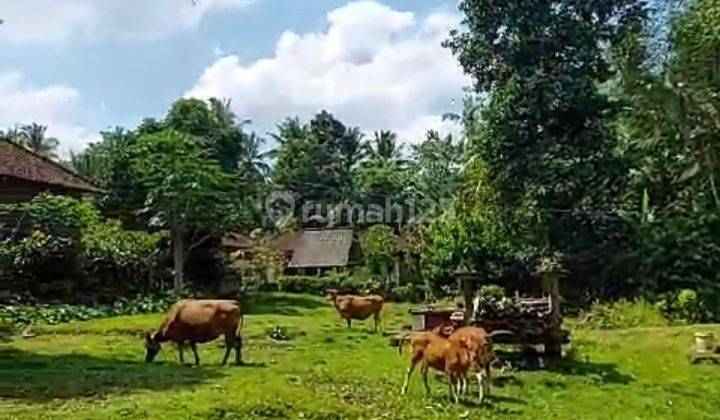 Tanah Murah Banget Peruntukan Perumahan di Tabanan Penebel Bali 2