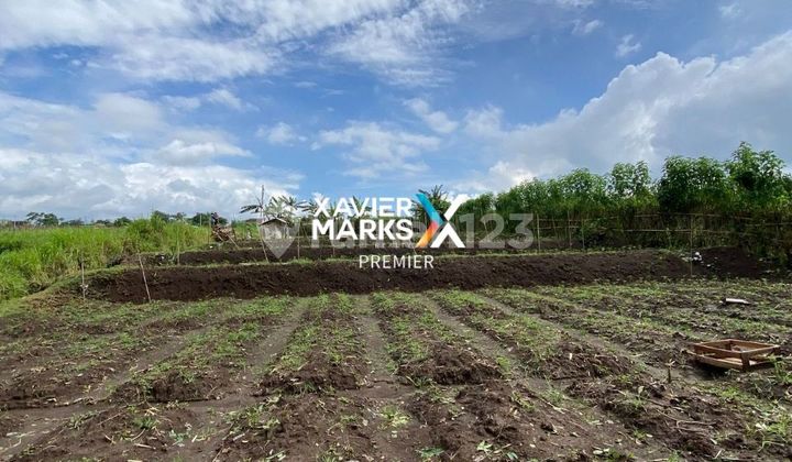 Cheap Land for Sale in Landungsari, Suitable for Plantation, Malang