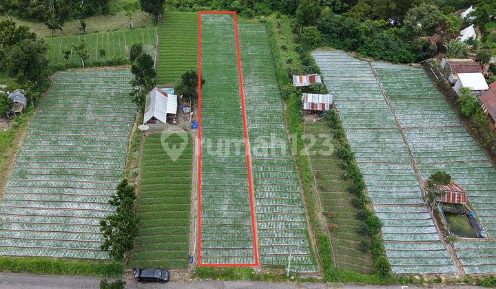 Land 800 M2 View Black Lava In Kintamani