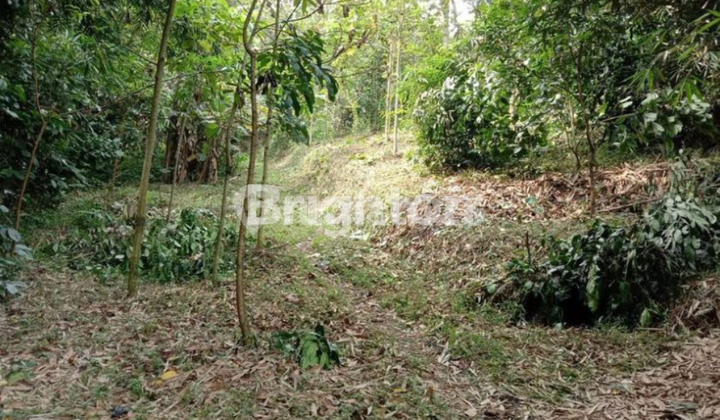 Spacious land in Sumedang Regency, suitable for investment or cluster housing. Spacious land in Sumedang Regency, suitable for investment or cluster housing.