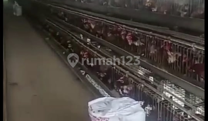 Livestock Farm for Sale. Flood-Free