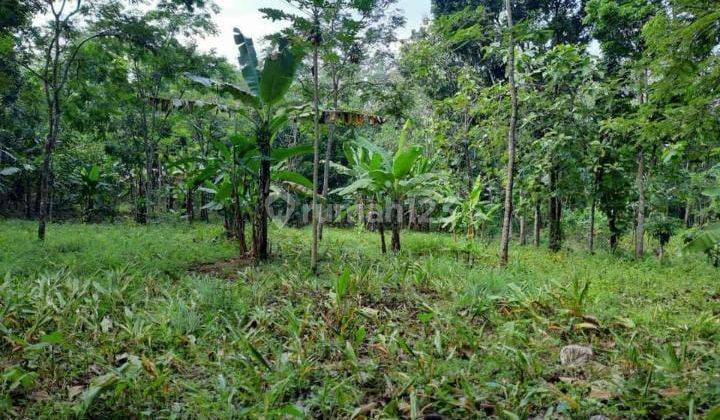 Dijual tanah di daerah Gondoriyo,Kalilancar Ngaliyan 2