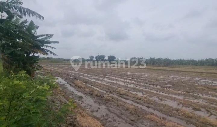 Tanah Murah Strategis Wonosalam 4120m2 Hadap Selatan