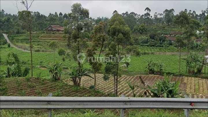 Villa plus kebun lemon california 5