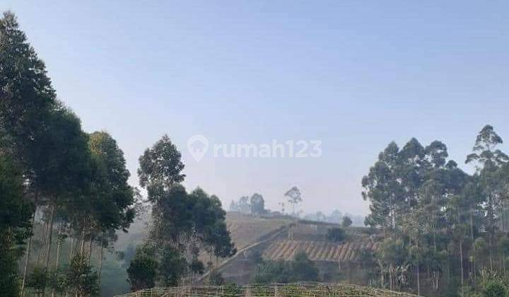 Villa plus kebun lemon california 6