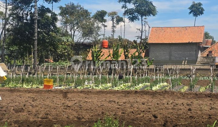 For Sale: Affordable Plots in Maribaya Cibodas, Main Road Lembang, Bandung