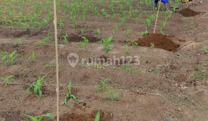 Jual Tanah kebun Murah Luas di Pinggir jalan Raya Kamojang-Garut 2
