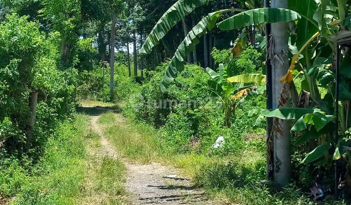 For Sale Flat Cheap Land Ungasan Jimbaran Bali