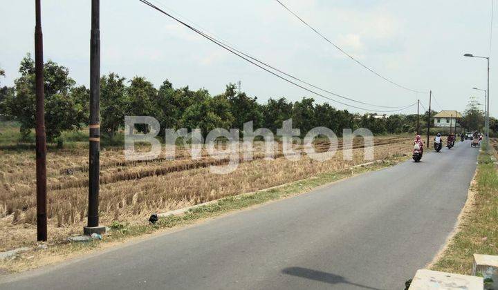 Lahan Kebun Mangga Produktif  Kab.Mojokerto Harga Nego Keras 1