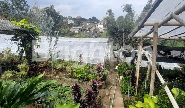 Kebun Bunga Produktif Plus Rumah Daerah Bumiaji Kota Batu 2