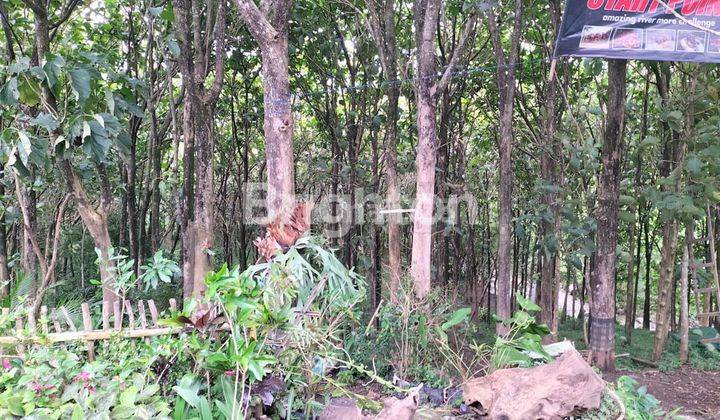 Tanah muraah .dengan 700 pohon jati . kota Batu 1