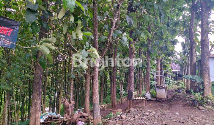 Tanah muraah .dengan 700 pohon jati . kota Batu 2