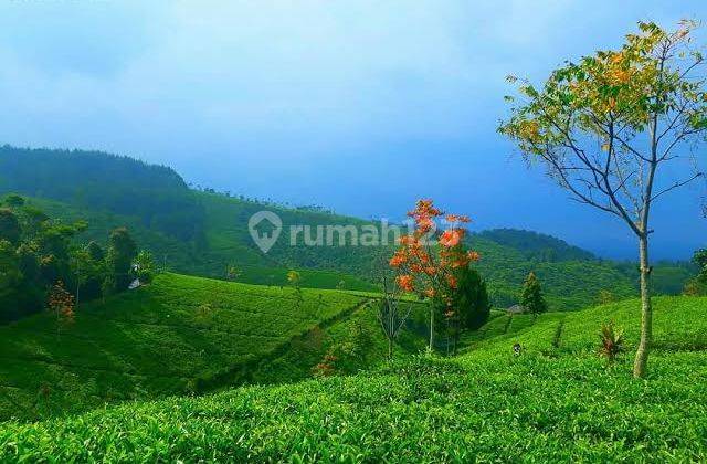 Jual Cepat Lahan Perkebunan Teh Masik Aktif Di Majalengka, Jaaa Barat 1