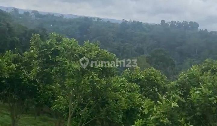 Pab194 Tanah Kebun Jeruk di Desa Belok Sidan, Petang Badung 1