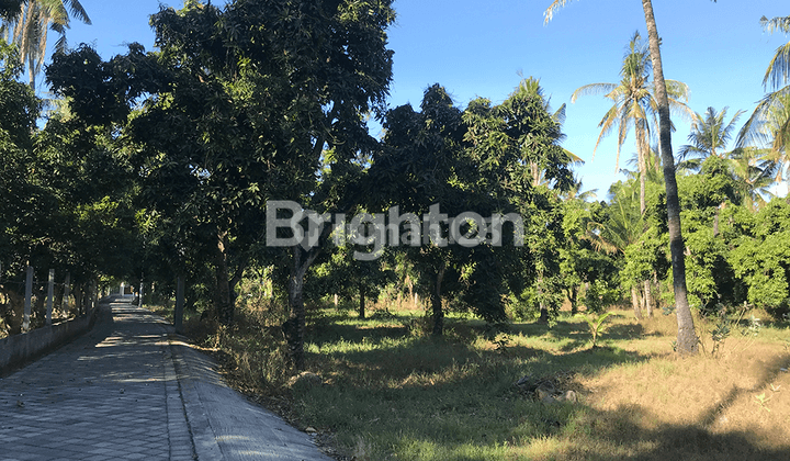 Cheap land next to the main highway in Buleleng 2