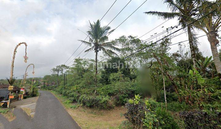 Dijual Tanah Kebun Kopi Produktif 385 are di Pucaksari Buleleng 2
