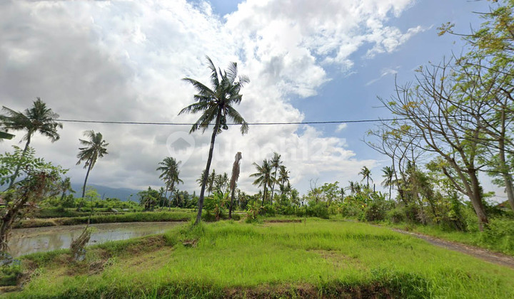 Dijual Murah Tanah Kavling 400 m2 dekat Singaraja Panji, Buleleng 2