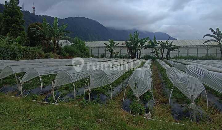 Pa161 Dijual Tanah Kebun dan Villa Pinggir Danau Buyan di Bedugul