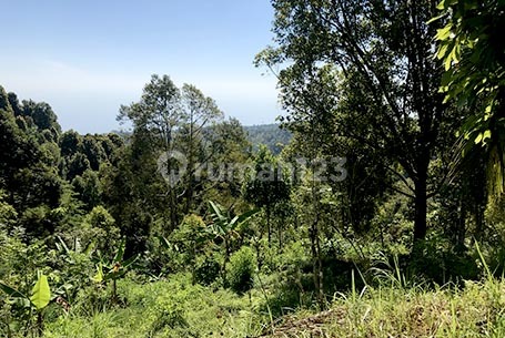 Pa10 Dijual Tanah Kebun Cengkeh dan Kopi di Madenan Tejakula