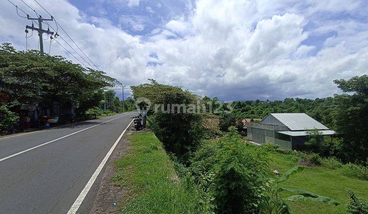 Pa100 Tanah Pinggir Jalan Raya di Kubutambahan Buleleng 1