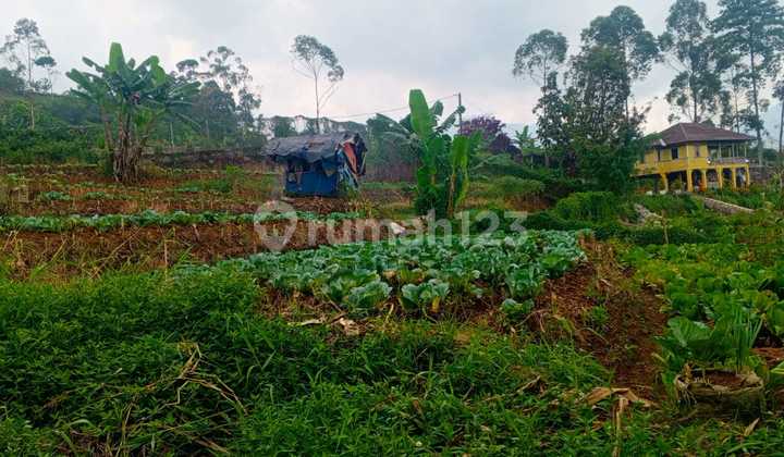 MURAH TANAH KEBUN CIWIDEY PASIRJAMBU COCOK UNTUK VILLA KEBUN 